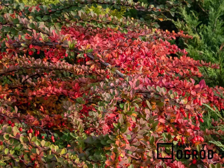 Berberys Thunberga 'Red Carpet' Berberys Thunberga 'Red Carpet'