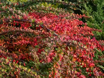Berberys Thunberga 'Red Carpet' - zdjęcie 3
