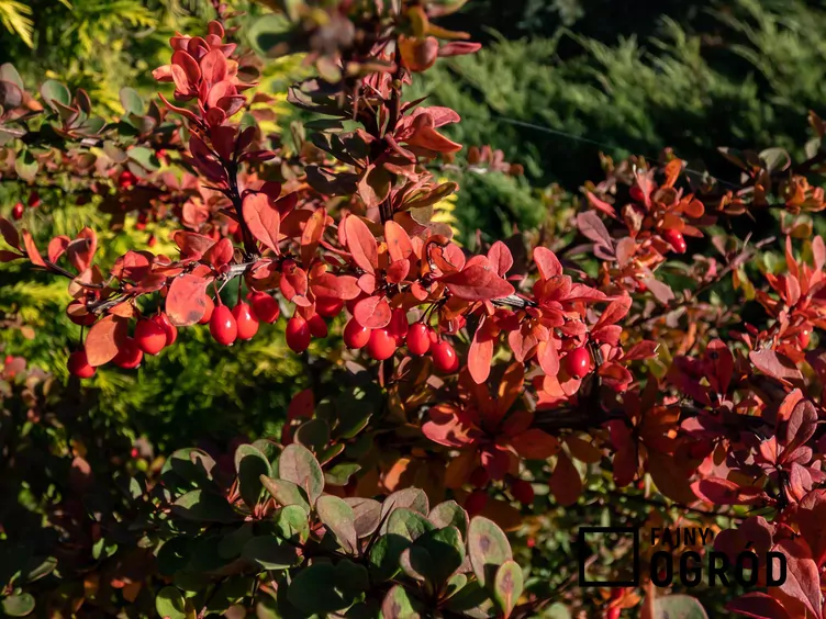 Berberys Thunberga 'Red Carpet' Berberys Thunberga 'Red Carpet'