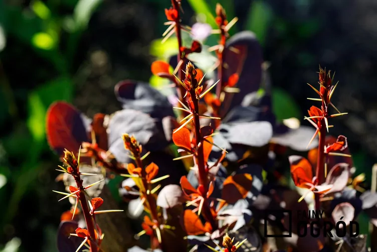Berberys Thunberga 'Red Carpet' - zdjęcie 5 Berberys Thunberga 'Red Carpet' - zdjęcie 5