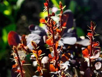 Berberys Thunberga 'Red Carpet' - zdjęcie 5