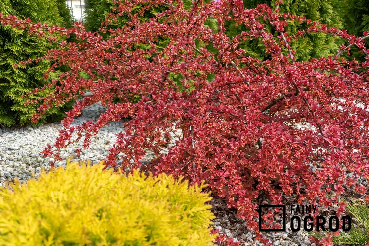 Berberys red carpet Berberys red carpet