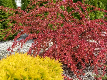Berberys Thunberga 'Red Carpet' - zdjęcie 2