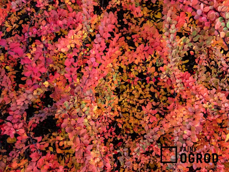 Berberys Thunberga 'Red Carpet'