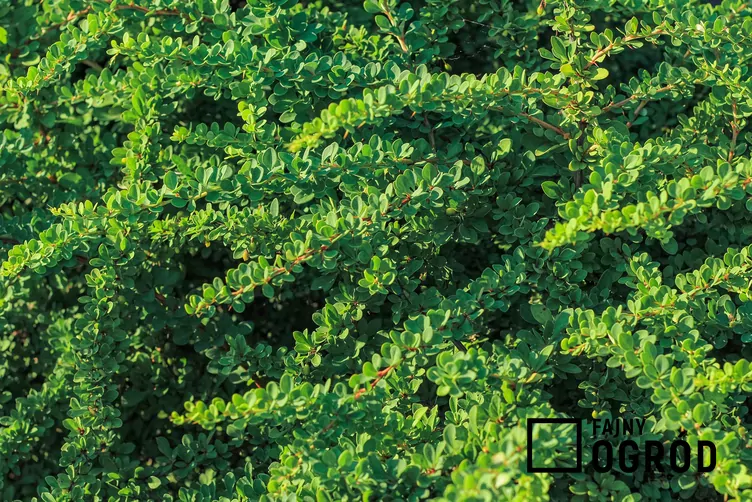 Berberys kobold Berberys kobold