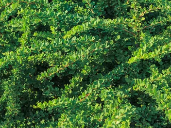 Berberys Thunberga 'Kobold' - zdjęcie 2