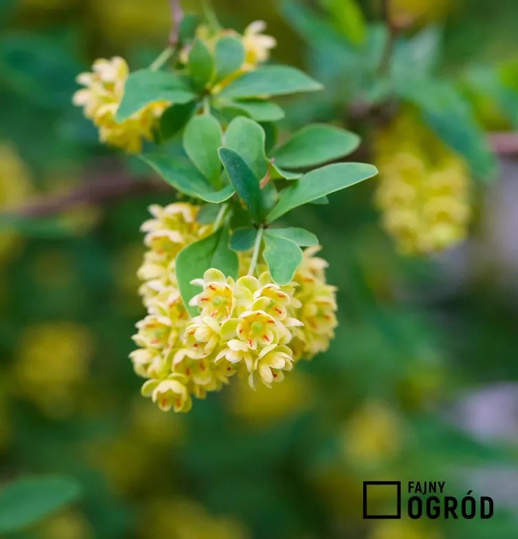 Berberys Thunberga 'Kobold' Berberys Thunberga 'Kobold'