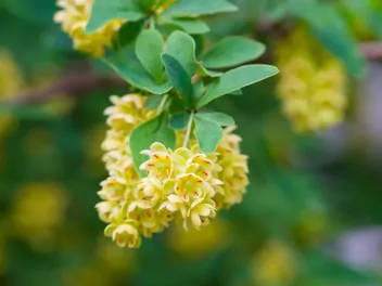 Berberys Thunberga 'Kobold' - zdjęcie 3