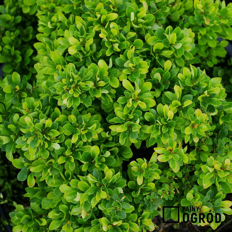 Berberys Thunberga 'Kobold'