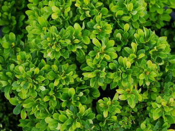 Ilustracja rośliny berberys thunberga 'kobold'