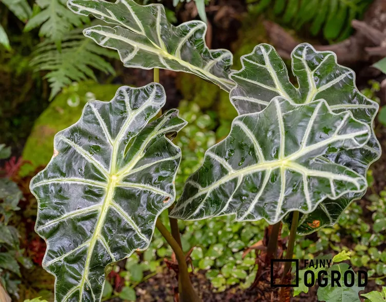 Alokazja curly bambino