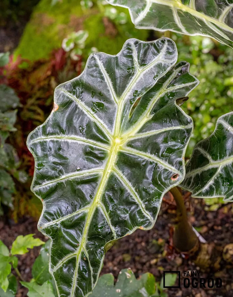 Alokazja 'Curly Bambino'