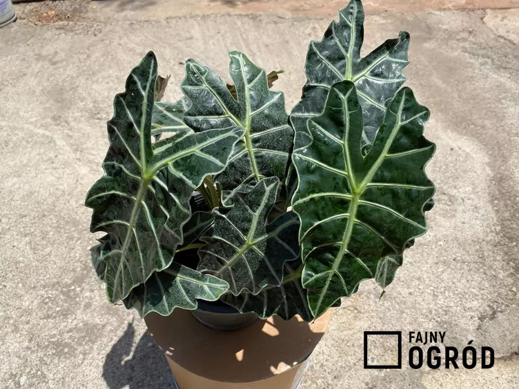 alokazja-curlybambino-1 Alokazja 'Curly Bambino'