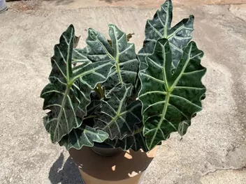 Zdjęcie ilustrujące alokazja 'curly bambino'