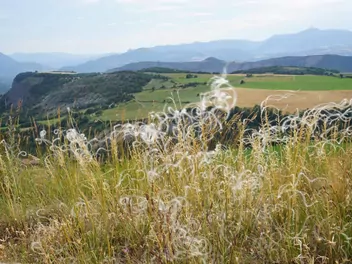 Ilustracja rośliny ostnica piórkowata