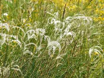 Ostnica piórkowata - zdjęcie 2