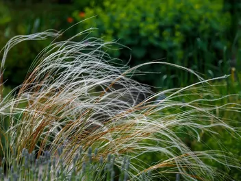 Ostnica piórkowata - zdjęcie 3