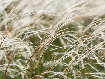 Ostnica piórkowata - zdjęcie 4