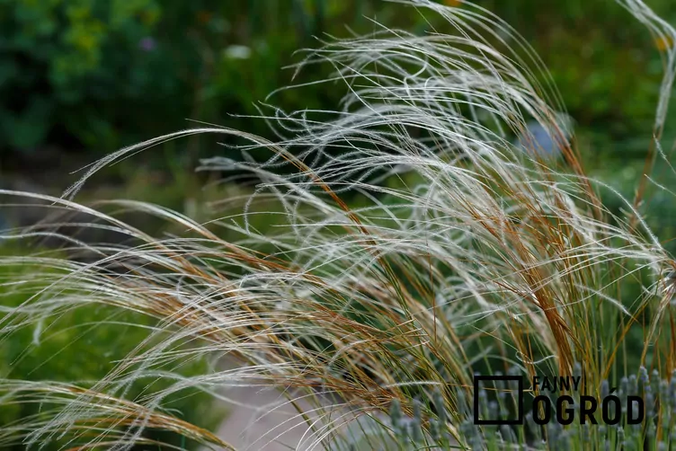 Ostnica piórkowata - zdjęcie 5