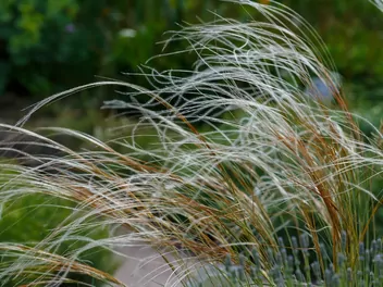 Ostnica piórkowata - zdjęcie 5