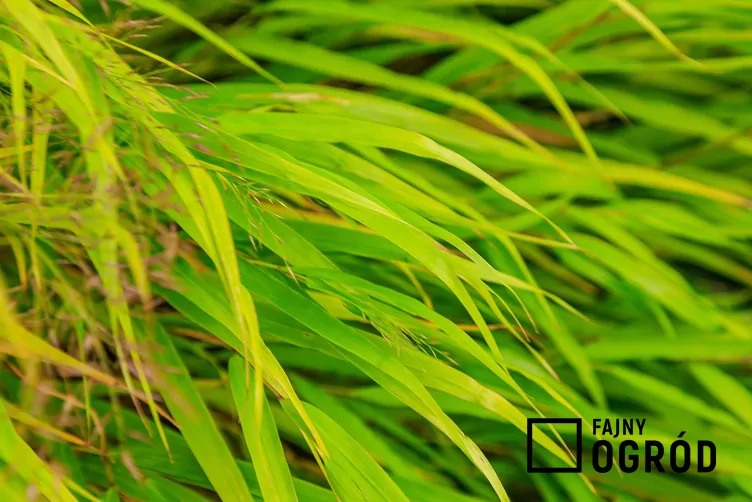 Hakonechloa 'Beni Kaze'