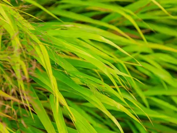 Hakone długolistna 'Beni Kaze' - zdjęcie 2