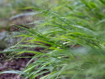 Hakone długolistna 'Beni Kaze' - zdjęcie 3