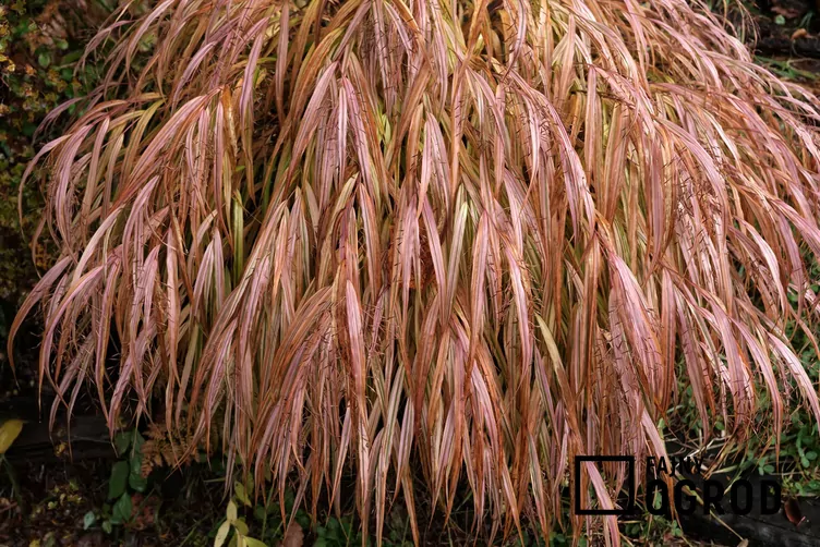 Hakone długolistna 'Beni Kaze'