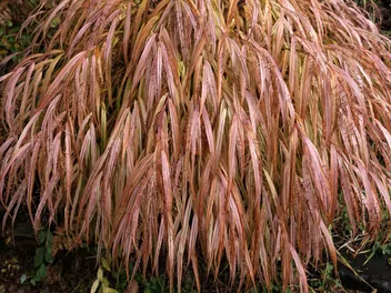Hakone długolistna 'Beni Kaze' - zdjęcie 4