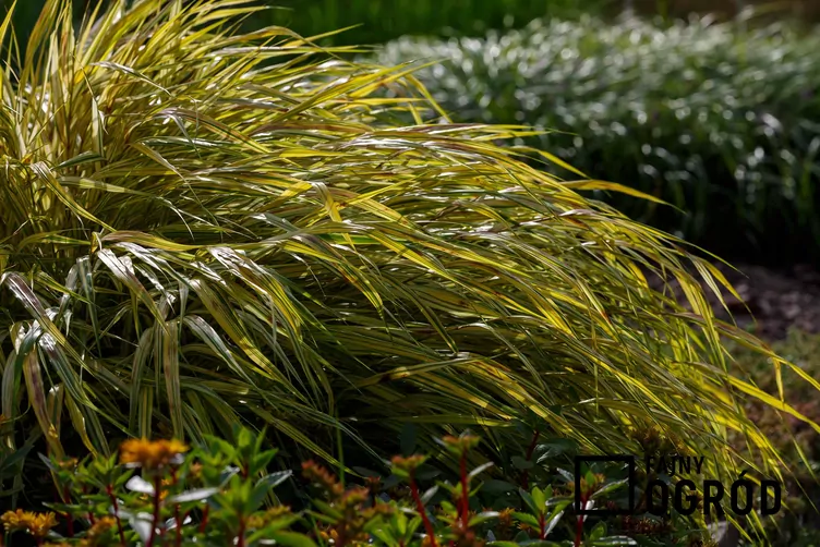 Hakone długolistna 'Beni Kaze' - zdjęcie 5