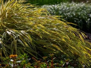 Hakone długolistna 'Beni Kaze' - zdjęcie 5
