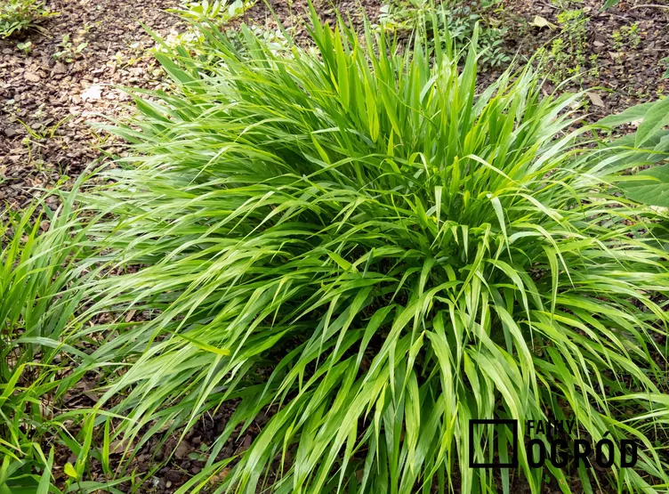 Hakone długolistna 'Beni Kaze'