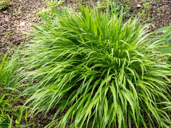 Zdjęcie ilustrujące hakone długolistna 'beni kaze'