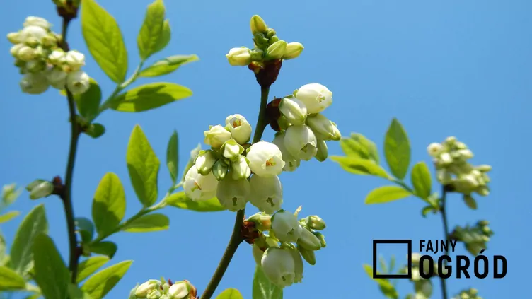 Borówka wysoka 'Darrow'