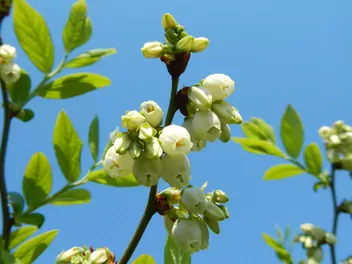 Borówka wysoka 'Darrow' - zdjęcie 3