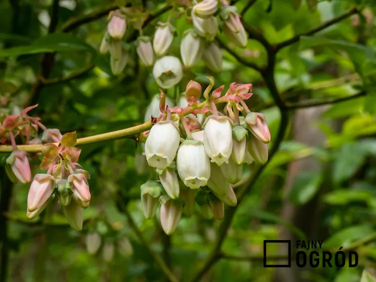 Borówka wysoka 'Darrow'