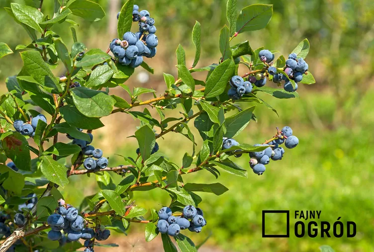 Borówka wysoka 'Darrow' - zdjęcie 5