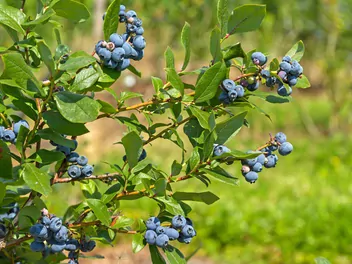 Borówka wysoka 'Darrow' - zdjęcie 5