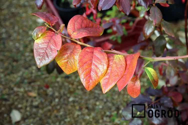 Borówka wysoka 'Darrow'