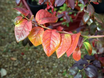Zdjęcie ilustrujące borówka wysoka 'darrow'