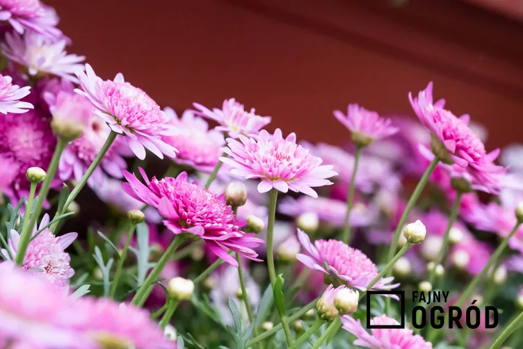 Argyrantema krzewiasta