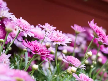 Ilustracja rośliny argyrantema krzewiasta