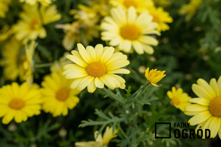 Złocień krzewiasty