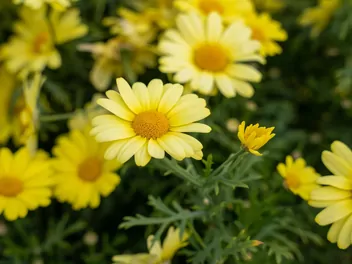 Argyrantema krzewiasta - zdjęcie 2