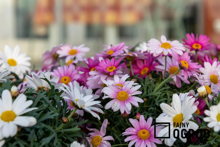 Srebrzeń krzewiasty