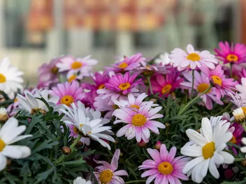 Argyrantema krzewiasta - zdjęcie 3