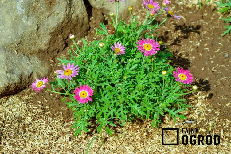 Argyrantema krzewiasta