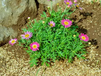 Argyrantema krzewiasta - zdjęcie 4