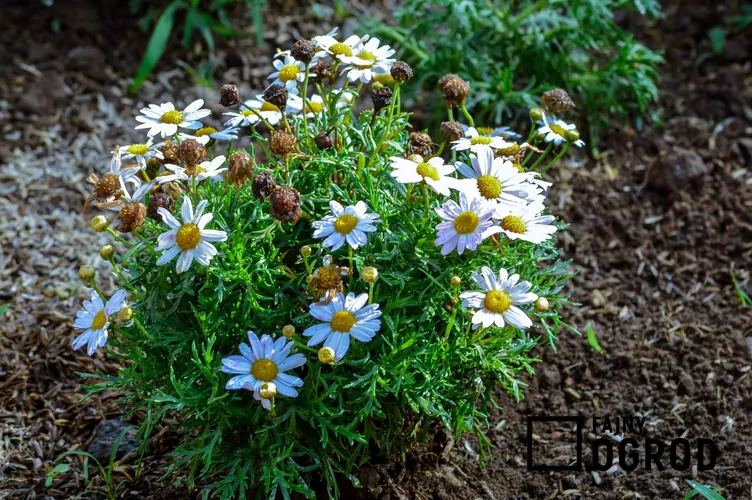 Argyrantema krzewiasta - zdjęcie 5