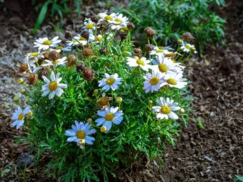 Argyrantema krzewiasta - zdjęcie 5